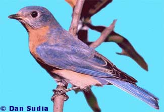 Eastern Bluebird, Sialia sialis
