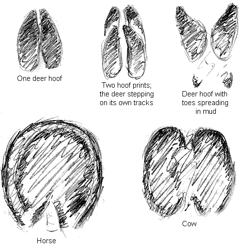 tracks of hoofed animals