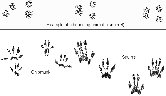 tracks of bounding animals