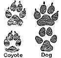 coyote & dog tracks