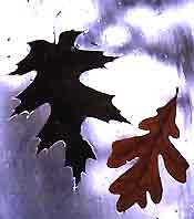 BlackOak leaf on the left, White Oak on the right