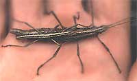 Two-striped Walkingstick