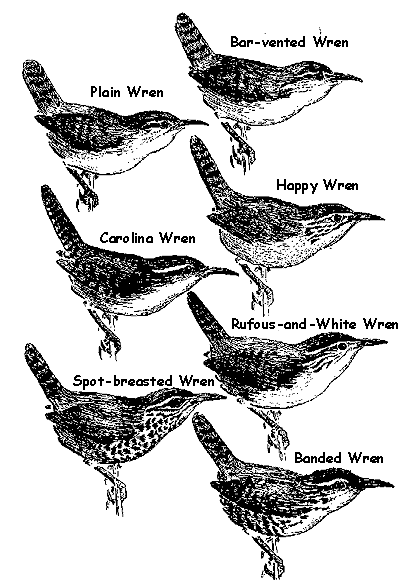 Seven Mexican wrens