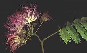 The Silktree, Albizia julibrissin