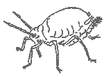 drawing of aphid