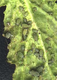 aphids on bottom of immature turnip leaf in January