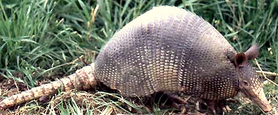 Nine-banded Armadillo, Dasypus novemcinctus