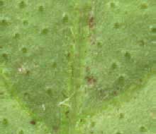 Much magnifieed undersdide of Lemon Basil leaf, Osimum basilicum citriodorum