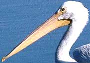 beak of White Pelican