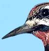 beak of the Yellow-bellied Sapsucker