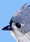 beak of Tufted Titmouse