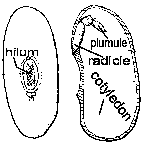 bean structure