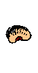 sprouting bean