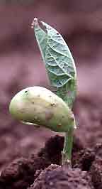 Bean sprouting