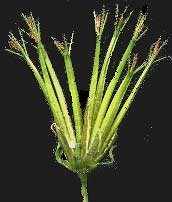 Spanish Needles