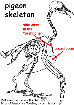 pigeon skeleton