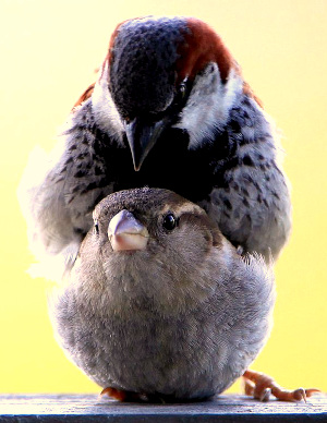 House Sparrows mating;  image courtesy of 'Nigel' in Vancouver, Canada & Wikimedia Commons