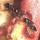 ants at nectar glands on Black-eyed Pea infloresence