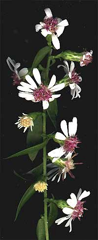 Drummond's Aster, Aster drummondii