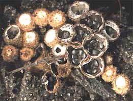 Bird's Nest fungus, Nidulariales