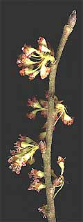 Elm flowers
