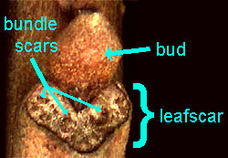 leafscar, bundle scars and bud of Pecan twig, Carya illinoinensis