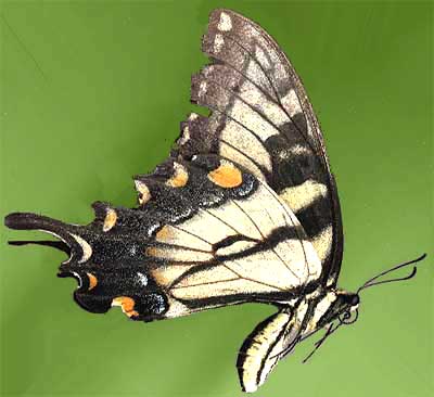 male Tiger Swallowtail butterfly, Pterourus glaucus