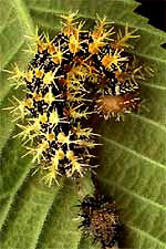 Question Mark caterpillar on Winged Elm leaf