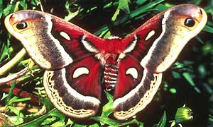 Close to the Cecropia Moth, Hyalophora cecropia, but probably a Columbia Silk Moth or a Glover's Silk Moth; image courtesy of U.S. Fish and Wildlife Service, photo by Ed Loth 