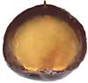 cherry, with a big "pit"/ Prunus serotina