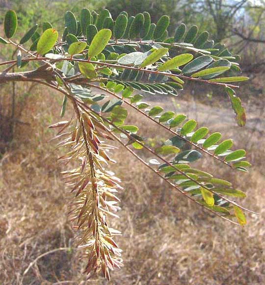 ALVARADOA AMORPHOIDES, fruits