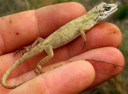 White Anole, ANOLIS LAEVIVENTRIS