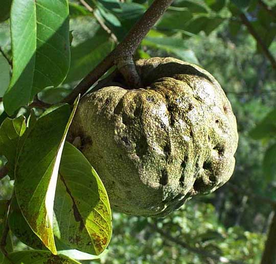 Cherimoya, ANNONA CHERIMOLA