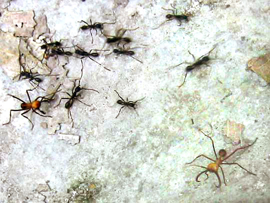 SOLDIER ANTS (Eciton?)