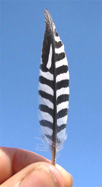 Barred Antshrike Feather