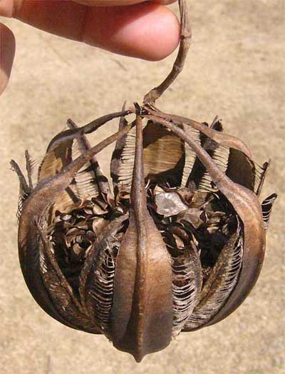 Aristolochia fruit