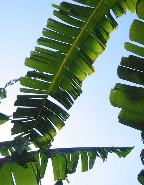 tattered banana leaf