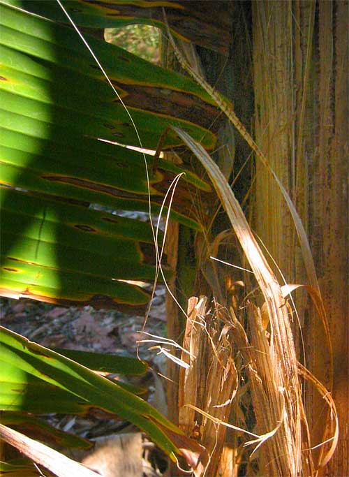 fibers in banana tree trunk