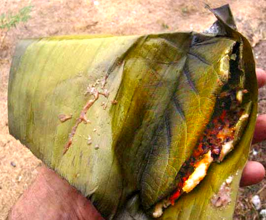 tamale in Hoja Santa leaf (Piper auritum) cooked and wrapped in banana leaf