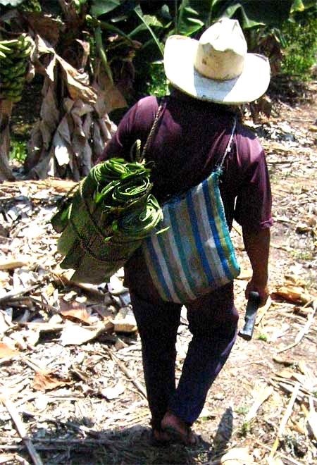 rolled banana leaves used for wrapping tamalas