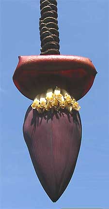 male banana flowers