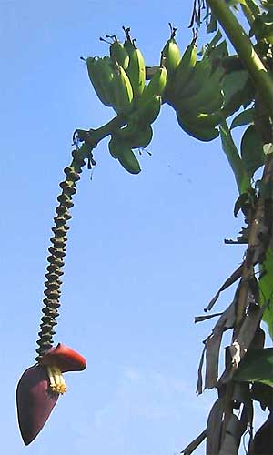 banana flowers