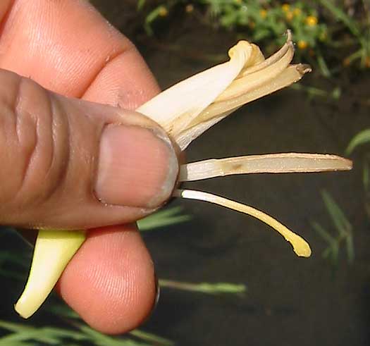 male banana flower