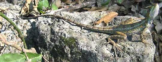 FEMALE STRIPED BASILISK