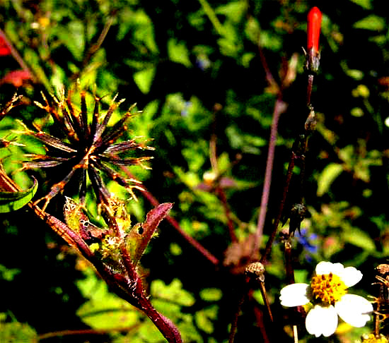 Bidens aurea