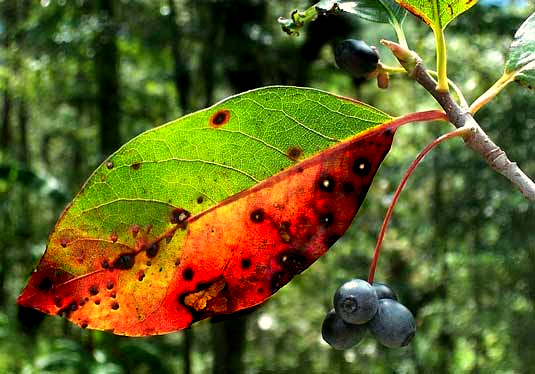 Black Tupelo, also called Blackgum, NYSSA SYLVATICA