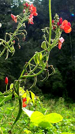 Runner Beans, PHASEOLUS COCCINEUS