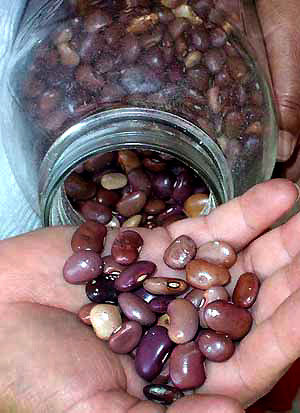 Dried Scarlet Runner Beans, PHASEOLUS COCCINEUS