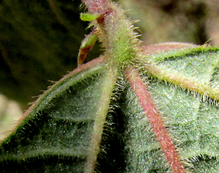 Scarlet Runner Bean, PHASEOLUS COCCINEUS, hairy leaflet undersurface