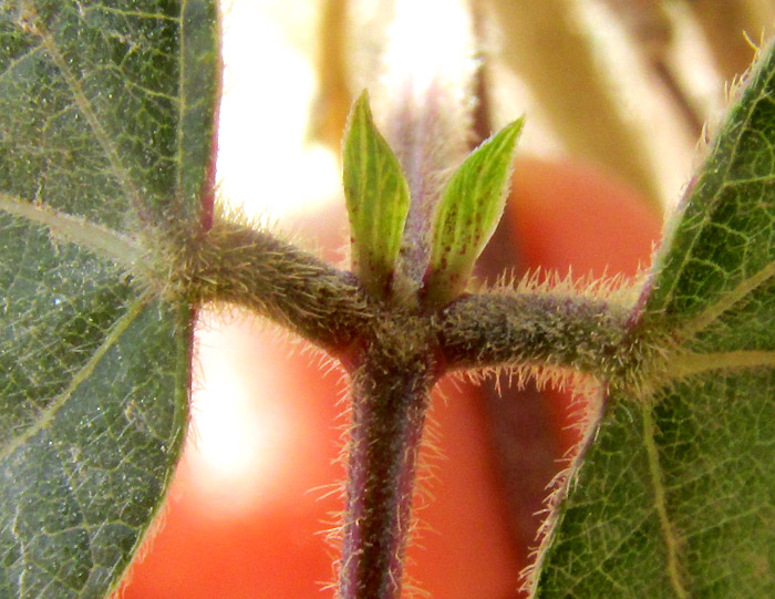 Scarlet Runner Bean, PHASEOLUS COCCINEUS, stipels at base of leaflets petioles